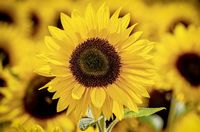 sunflowers-3790834_640